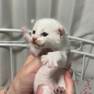 食べちゃいたいぐらい可愛い白ちゃん - あま市