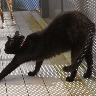 右耳カットの黒猫探してます！2020年5月から探していますが、まだ見つかっていません。ご協力をお願いします。 - 三豊市