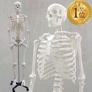 骨格標本 骨格模型 整体 整骨院 ほぼ新品です