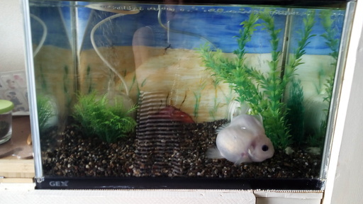 金魚と 40cm水槽 ブクブク2個全て Taeko 摩耶のその他の中古あげます 譲ります ジモティーで不用品の処分 金魚と 40cm水槽 ブクブク2個全て Taeko 摩耶のその他の中古あげます 譲ります ジモティーで不用品の処分