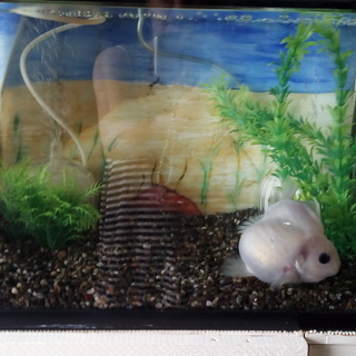 金魚と 40cm水槽 ブクブク2個全て Taeko 摩耶のその他の中古あげます 譲ります ジモティーで不用品の処分 金魚と 40cm水槽 ブクブク2個全て Taeko 摩耶のその他の中古あげます 譲ります ジモティーで不用品の処分