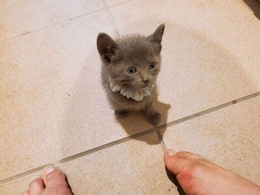 生後1カ月ちょいのロシアンブルー風子猫ちゃん リリィ 布袋の猫の里親募集 ジモティー