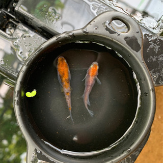 紀州三色錦メダカ Harrier 99 ひたち野うしくのその他の中古あげます 譲ります ジモティーで不用品の処分
