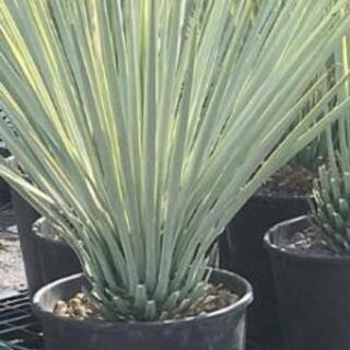 ユッカリギダの苗9株セット