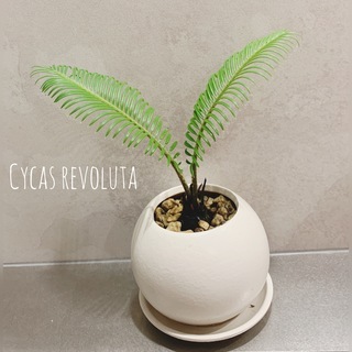 Cycas revoluta(ソテツ/蘇鉄) 白色丸型陶器鉢付き...