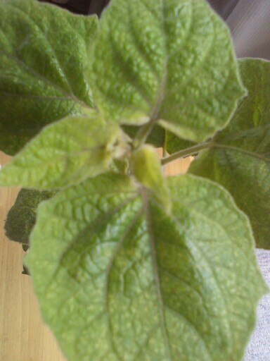 食用ほおずき 瀬戸ゴールド 株分け苗ほおずき じゅんひぐ 実籾のその他の中古あげます 譲ります ジモティーで不用品の処分