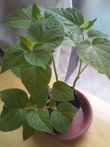 食用ほおずき 瀬戸ゴールド 挿し木苗ほおずき１苗 じゅんひぐ 実籾のその他の中古あげます 譲ります ジモティーで不用品の処分