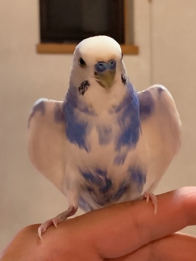 急募 ジャンボセキセイインコ の里親募集 りと 安城のその他の里親募集 ジモティー 急募 ジャンボセキセイインコ の里親募集 りと 安城のその他の里親募集 ジモティー