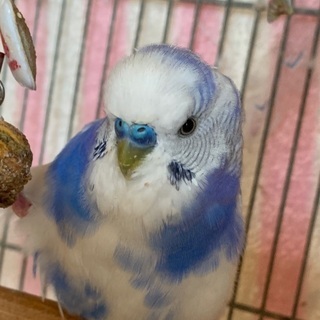 急募 ジャンボセキセイインコ の里親募集 りと 安城のその他の里親募集 ジモティー 急募 ジャンボセキセイインコ の里親募集 りと 安城のその他の里親募集 ジモティー