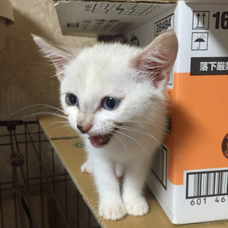 生後二カ月過ぎの元気な白猫♀ - 猫