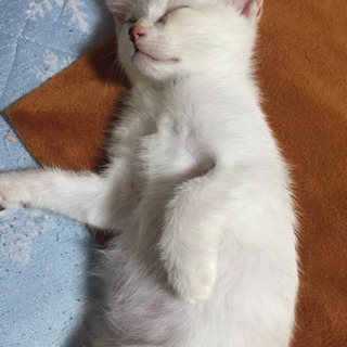 生後二カ月過ぎの元気な白猫♀ - 鹿嶋市
