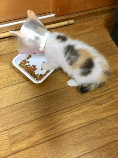片目ちゃんを 家族に迎えてあげて下さい おこめ 志摩の猫の里親募集 ジモティー 片目ちゃんを 家族に迎えてあげて下さい おこめ 志摩の猫の里親募集 ジモティー