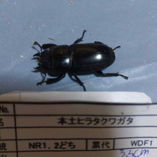 三重県産 本土ヒラタクワガタ メス b