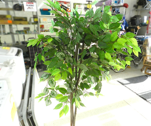 フェイクグリーン 高さ153cm インテリア 観葉植物 Paypay ペイペイ 決済可能 札幌市 北区 屯田 モノハウス屯田店 札幌 のインテリア雑貨 小物 置物 オブジェ の中古あげます 譲ります ジモティーで不用品の処分 フェイクグリーン 高さ153cm インテリア 観葉植物 Paypay ペイペイ 決済可能 札幌市 北区 屯田 モノハウス屯田店 札幌 のインテリア雑貨 小物 置物 オブジェ の中古あげます 譲ります ジモティーで不用品の処分