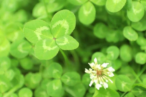 四葉のクローバーの苗 花 金光のその他の中古あげます 譲ります ジモティーで不用品の処分