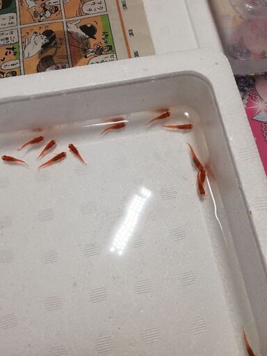 皇帝楊貴妃めだかの卵 稚魚 モコモコ 小岩のその他の中古あげます 譲ります ジモティーで不用品の処分 皇帝楊貴妃めだかの卵 稚魚 モコモコ 小岩のその他の中古あげます 譲ります ジモティーで不用品の処分