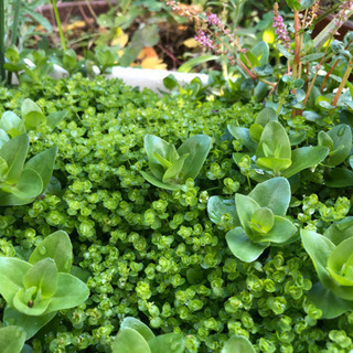 ウォーターポピー2株とビオトープ水草セット Konn 菊川のその他の中古あげます 譲ります ジモティーで不用品の処分