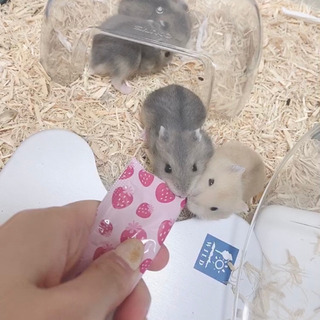プディングの里親募集 無料であげます 譲ります ジモティー