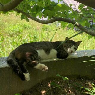 《地域から居なくなってしまいました😢》平成元年１０月生まれ位の男の子 - 猫