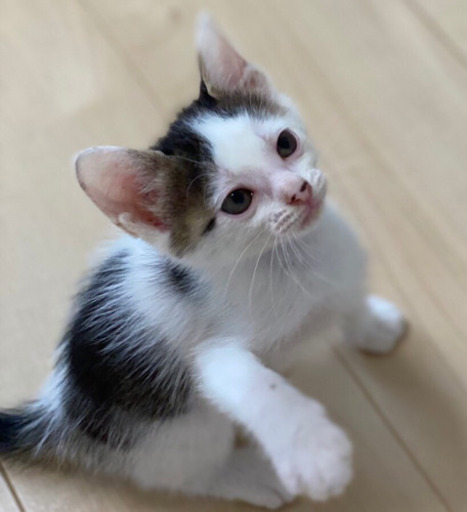 兄妹猫里親募集 あき 姫路の猫の里親募集 ジモティー 兄妹猫里親募集 あき 姫路の猫の里親募集 ジモティー