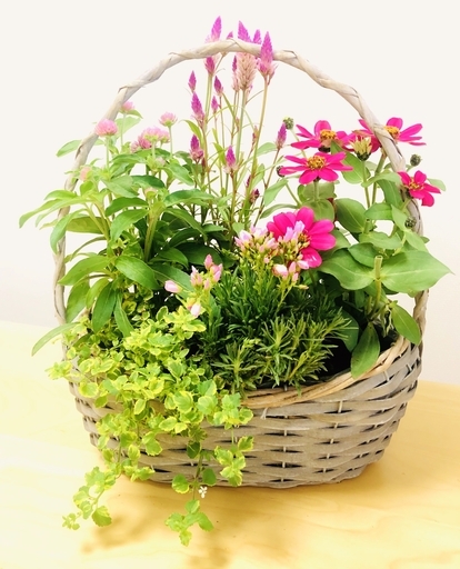 8 23 日 が最終日です 寄せ植え 多肉植物他屋外販売 ガーデニング はなの市summer Collection By Sty 暮らしとみどり研究所 町田のフリーマーケットのイベント参加者募集 無料掲載の掲示板 ジモティー 8 23 日 が最終日です 寄せ植え 多肉植物他屋外販売 ガーデニング はなの市summer Collection By Sty 暮らしとみどり研究所 町田のフリーマーケットのイベント参加者募集 無料掲載の掲示板 ジモティー