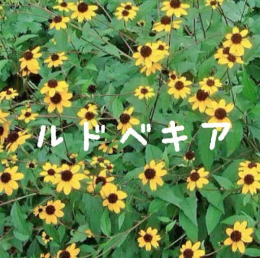 ルドベキア タカオ 植物苗 抜き苗 みんみん 三ツ境の生活雑貨の中古あげます 譲ります ジモティーで不用品の処分
