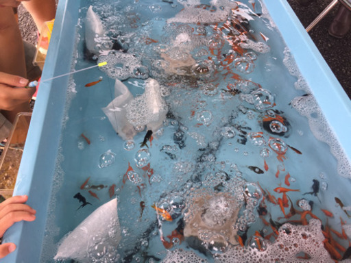 日本初 出張 金魚釣りセットレンタル 金魚約500匹付き Ken Wada 王子のワークショップのイベント参加者募集 無料掲載の掲示板 ジモティー