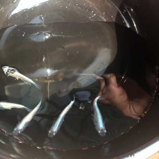 幹之めだか稚魚5匹 ななみメダカ販売所 堺のその他の中古あげます 譲ります ジモティーで不用品の処分