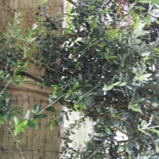 オリーブの木  植木 １本8,000円→7,000円【7月25日出品終了】