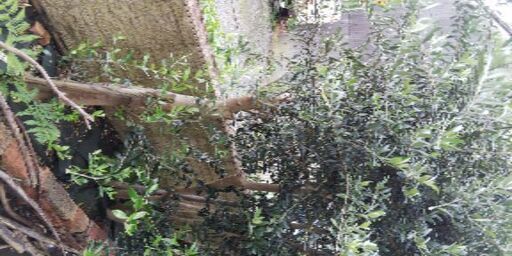 オリーブの木 植木 1本8,000円→7,000円【7月25日出品終了】