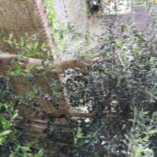 オリーブの木  植木 １本8,000円→7,000円【7月25日出品終了】