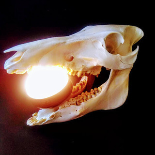 イノシシ　頭骨標本　メス猪　スカル