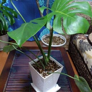 【観葉植物　モンステラ】新芽もでています　ハート型の葉っぱです