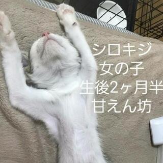 急募！可愛い子猫の里親様！ - 福岡市