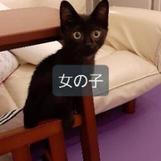 急募！可愛い子猫の里親様！ − 福岡県