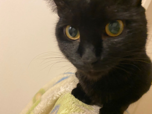 可愛い黒猫ちゃんジジ ニラ 横浜の猫の里親募集 ジモティー