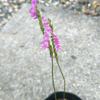 7 2撮影 ネジバナ 2 3芽 7 5cmポット苗 山野草 蘭 なめこふ 高槻のその他の中古あげます 譲ります ジモティーで不用品の処分