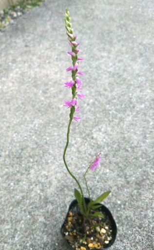 7 2撮影 ネジバナ 2 3芽 7 5cmポット苗 山野草 蘭 なめこふ 高槻のその他の中古あげます 譲ります ジモティーで不用品の処分