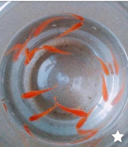 楊貴妃の赤ちゃん10匹おまけグリーンウォーター ミナミヌマエビ1匹プレゼント Rinae 古河のその他の中古あげます 譲ります ジモティーで不用品の処分