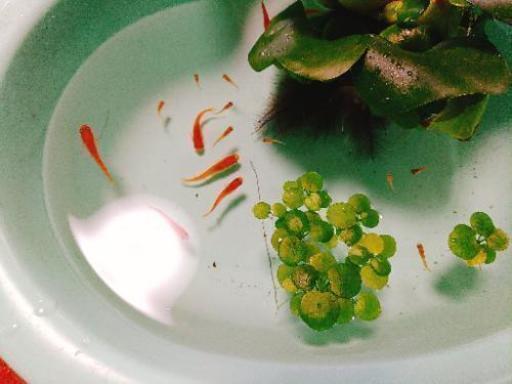 楊貴妃の赤ちゃん10匹おまけグリーンウォーター ミナミヌマエビ1匹プレゼント Rinae 古河のその他の中古あげます 譲ります ジモティーで不用品の処分