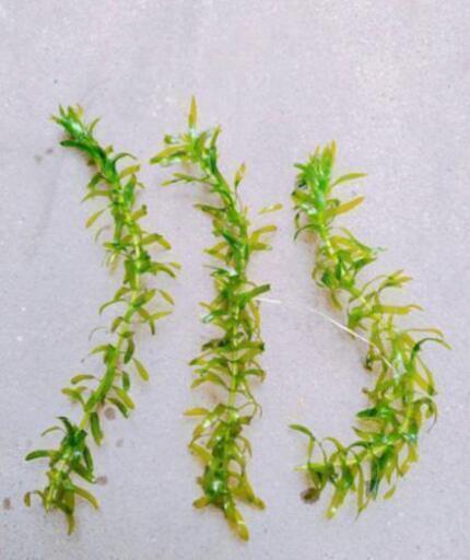 楊貴妃の赤ちゃん10匹おまけグリーンウォーター ミナミヌマエビ1匹プレゼント Rinae 古河のその他の中古あげます 譲ります ジモティーで不用品の処分