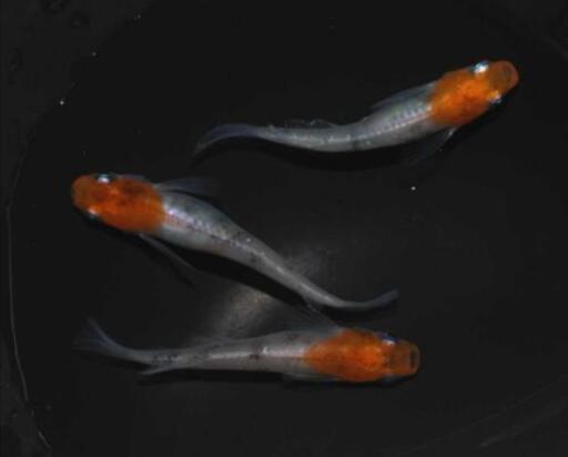 極上 紅凛 稚魚7匹夢中メダカ様 ブリード個体からの卵めだかメダカ ユズユズ 木崎のその他の中古あげます 譲ります ジモティーで不用品の処分 極上 紅凛 稚魚7匹夢中メダカ様 ブリード個体からの卵めだかメダカ ユズユズ 木崎のその他の中古あげます 譲ります ジモティーで不用品の処分