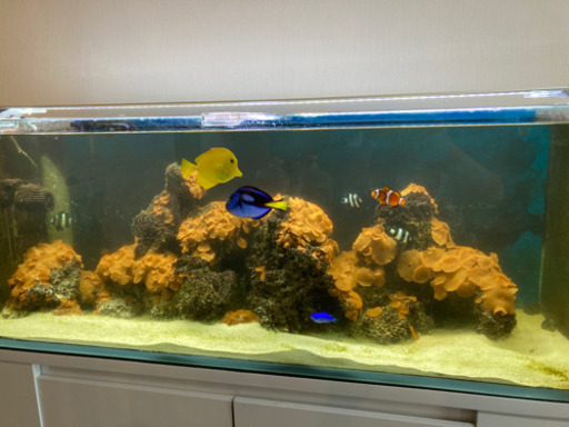 値下げました！海水魚7匹＋マガキ貝