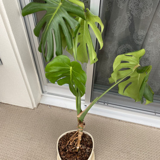 決まったのでお返事しません。鉢植え　モンステラ　観葉植物