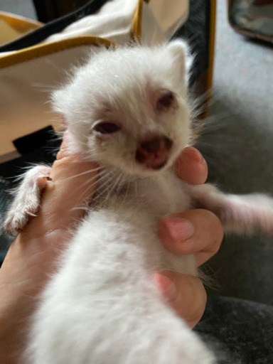6月16日生まれの子猫達 麗華 新川の猫の里親募集 ジモティー