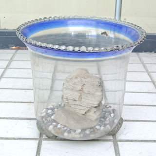 昭和レトロな金魚鉢 ガラスの水槽 ビオトープ　フチが青色で涼し気です。