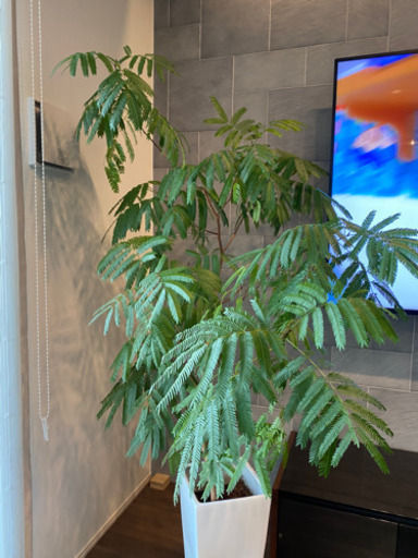 観葉植物　エバーフレッシュ