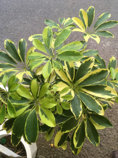 観葉植物ハッピーイエロー 卸売り花問屋 昭和町の生活雑貨の中古あげます 譲ります ジモティーで不用品の処分 観葉植物ハッピーイエロー 卸売り花問屋 昭和町の生活雑貨の中古あげます 譲ります ジモティーで不用品の処分