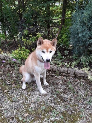 柴犬オス８才体重８キロ去勢手術済 レモンティー 江南の犬の里親募集 ジモティー