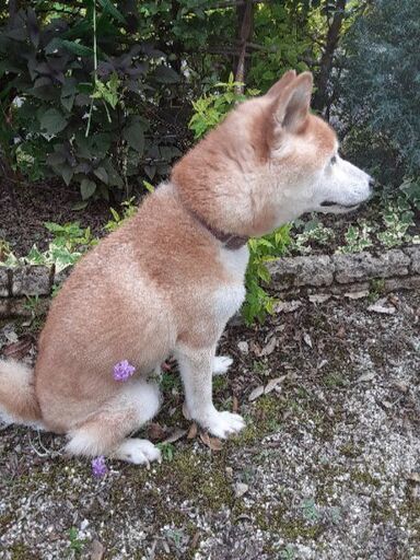 柴犬オス８才体重８キロ去勢手術済 レモンティー 江南の犬の里親募集 ジモティー